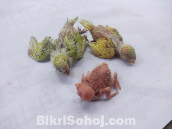 Budgerigar Master Pair